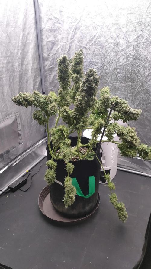 1.Jitrnice. Week 17