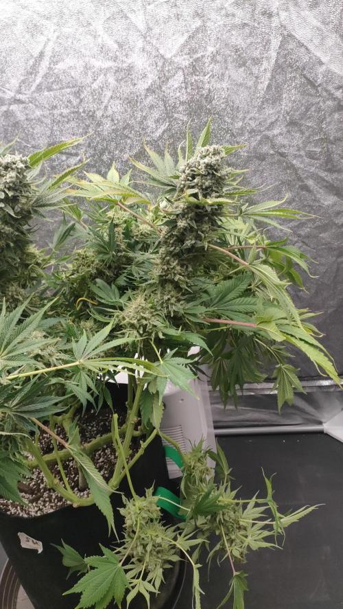 1.Jitrnice. Week 17