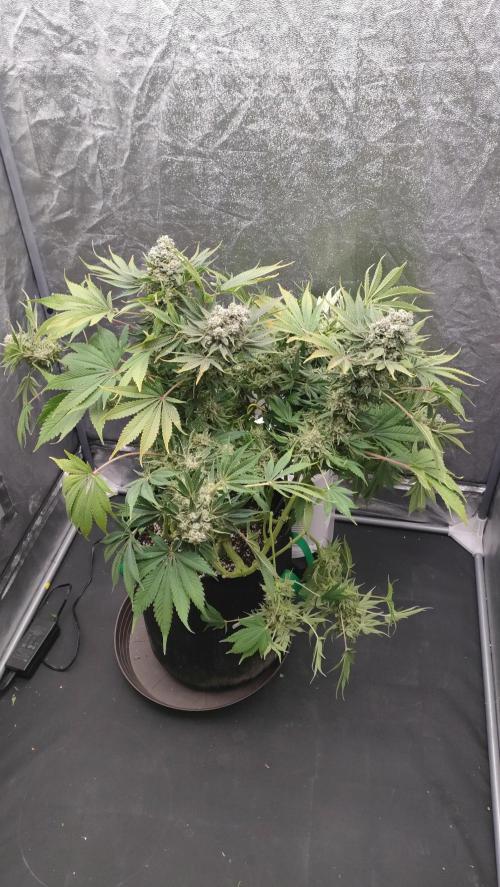 1.Jitrnice. Week 17