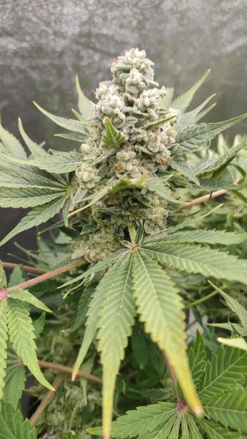 1.Jitrnice. Week 17