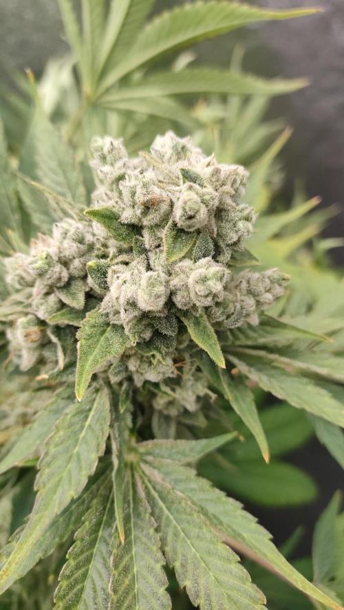 1.Jitrnice. Week 17
