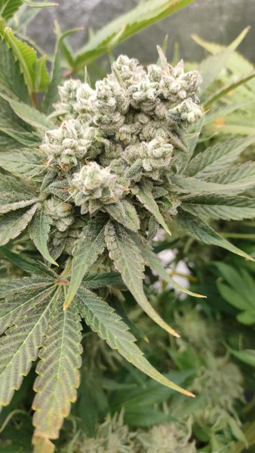 1.Jitrnice. Week 17