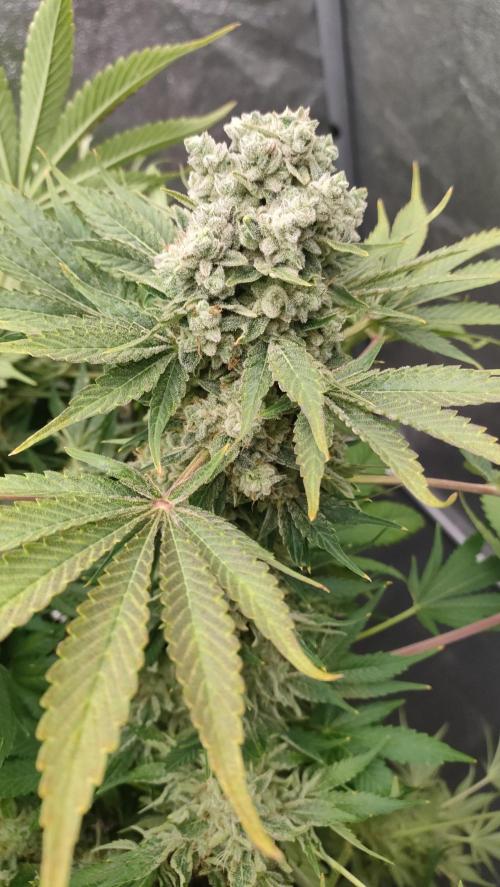 1.Jitrnice. Week 17