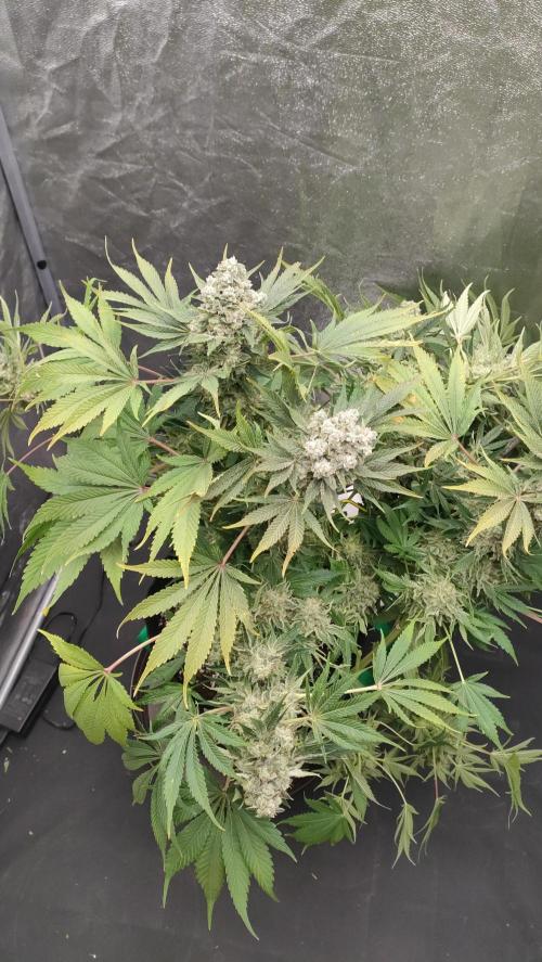 1.Jitrnice. Week 17