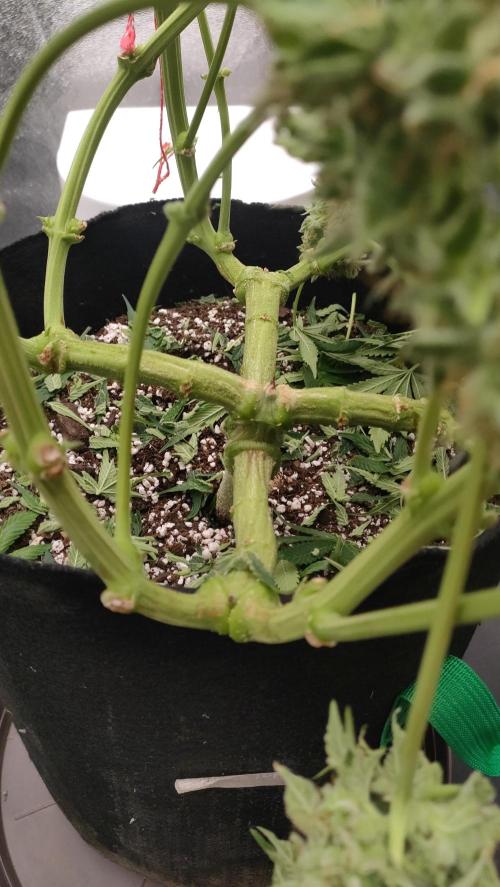 1.Jitrnice. Week 17