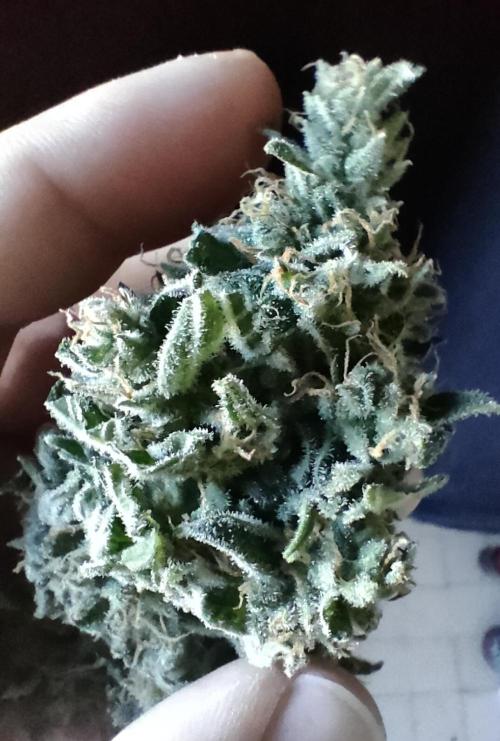 1.Jitrnice. Week 17