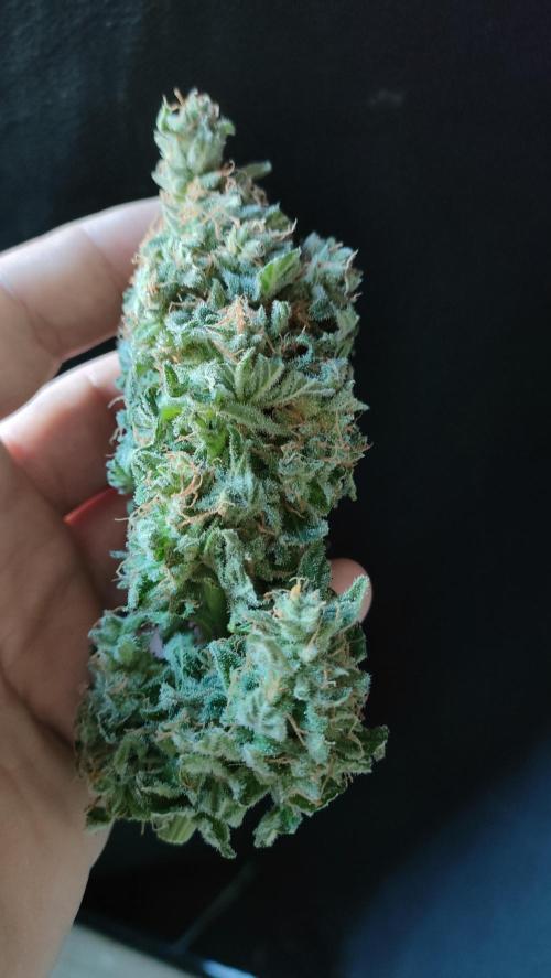 1.Jitrnice. Week 17