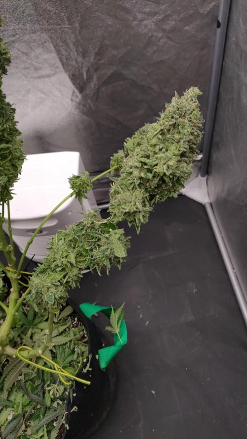 1.Jitrnice. Week 17