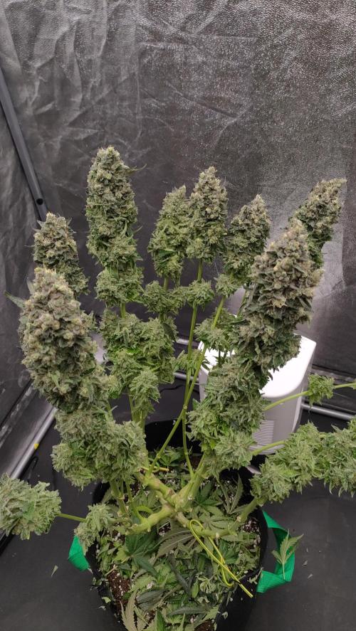 1.Jitrnice. Week 17