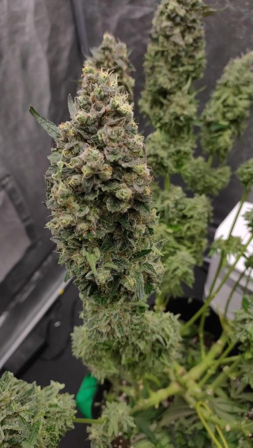 1.Jitrnice. Week 17
