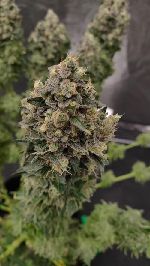 1.Jitrnice. Week 17