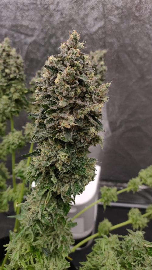 1.Jitrnice. Week 17