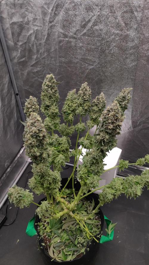 1.Jitrnice. Week 17