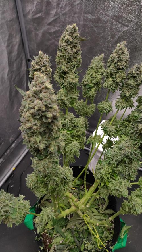 1.Jitrnice. Week 17