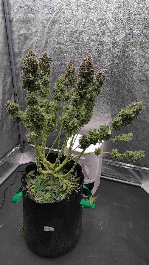 1.Jitrnice. Week 17
