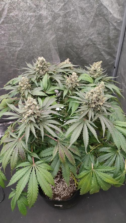 1.Jitrnice. Week 17
