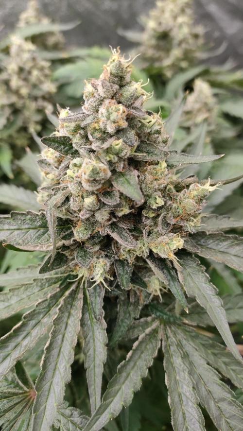 1.Jitrnice. Week 17