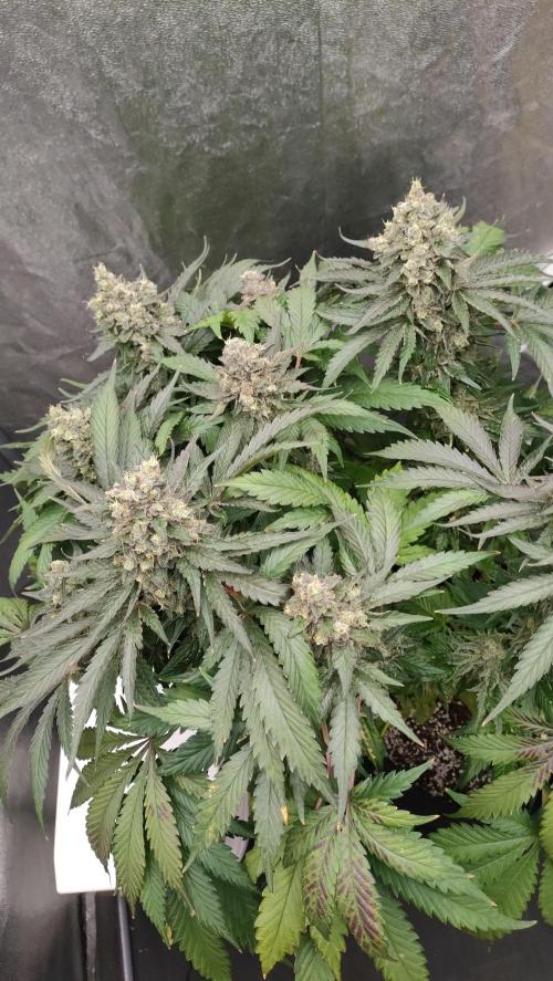 1.Jitrnice. Week 17
