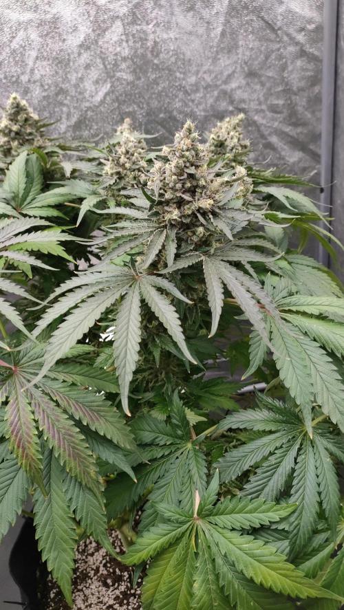 1.Jitrnice. Week 17