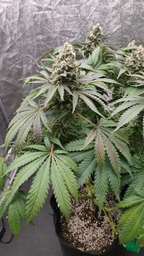1.Jitrnice. Week 17