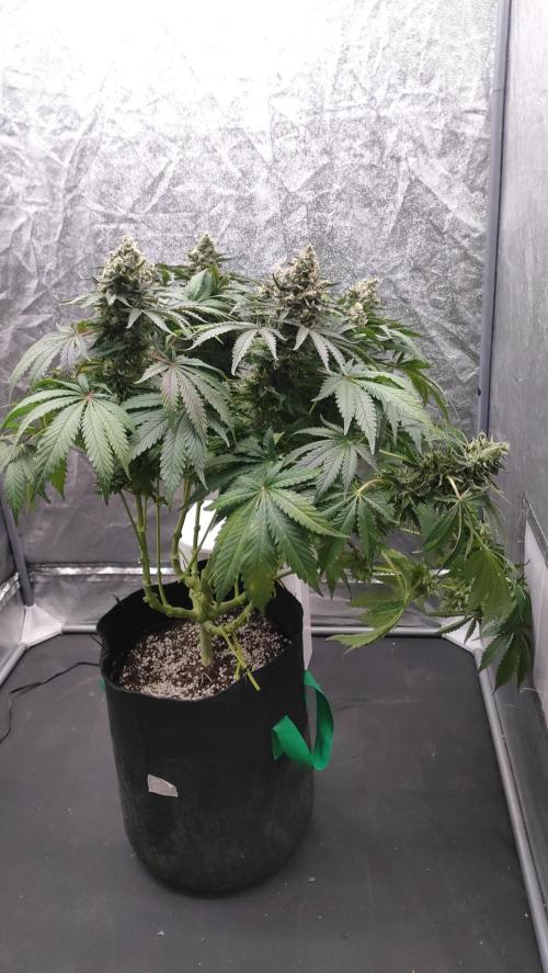 1.Jitrnice. Week 17
