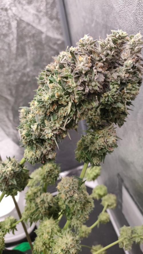 1.Jitrnice. Week 17