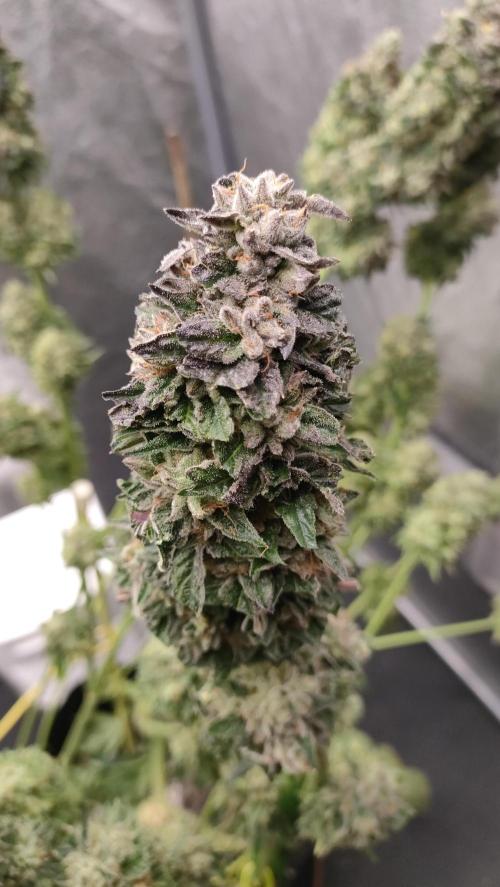 1.Jitrnice. Week 17