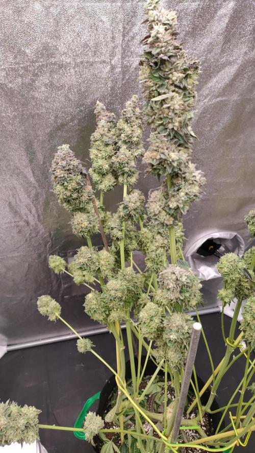 1.Jitrnice. Week 17