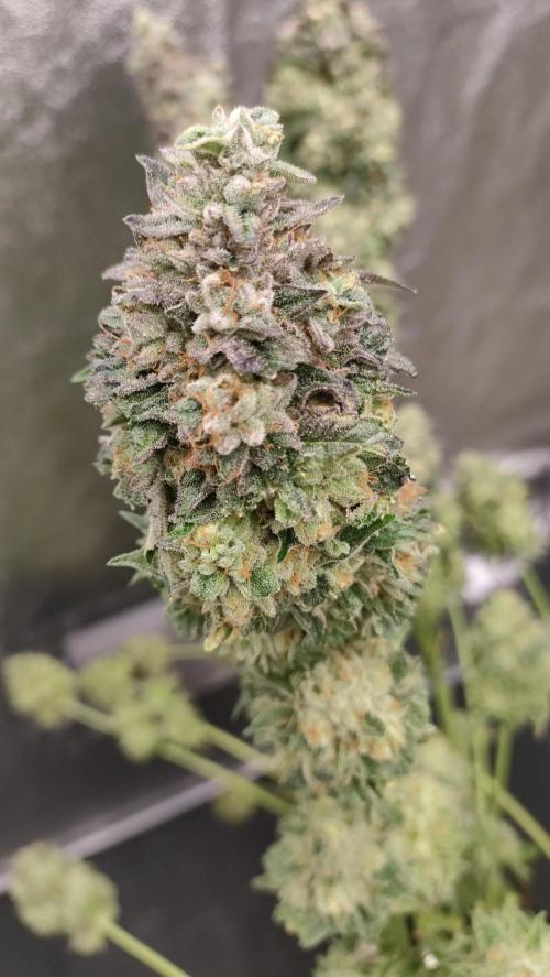 1.Jitrnice. Week 17