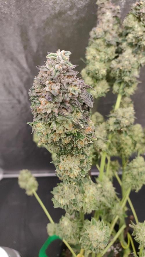1.Jitrnice. Week 17