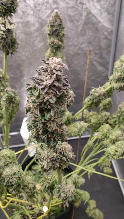 1.Jitrnice. Week 17
