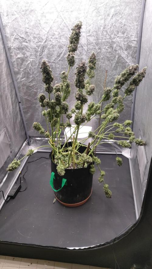 1.Jitrnice. Week 17