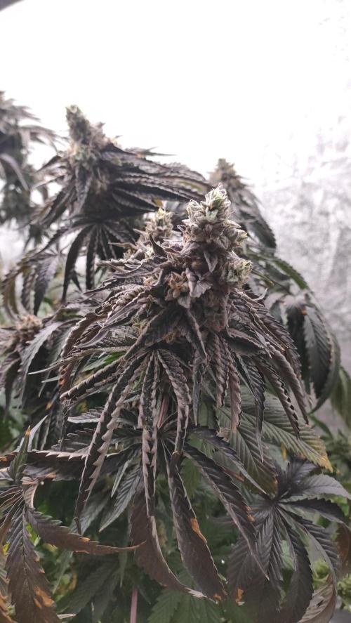1.Jitrnice. Week 17