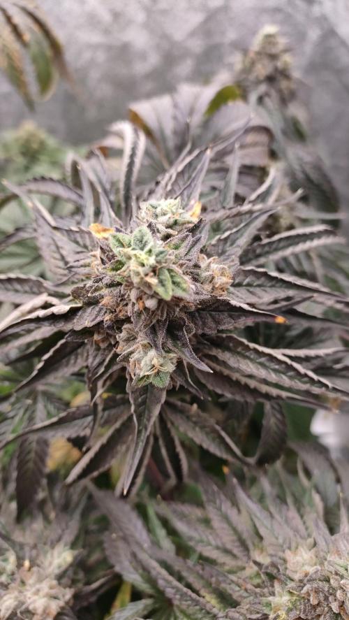 1.Jitrnice. Week 17