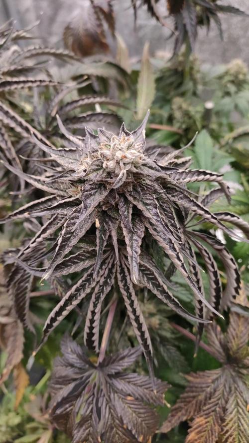 1.Jitrnice. Week 17