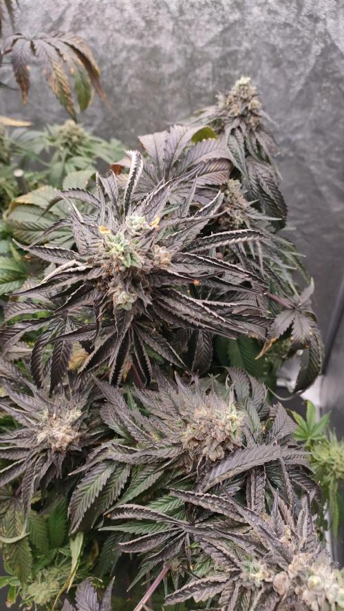 1.Jitrnice. Week 17