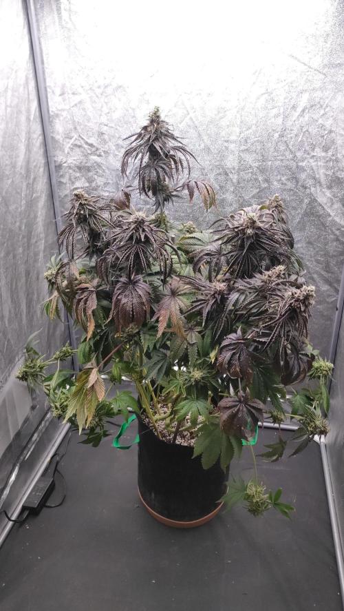 1.Jitrnice. Week 17