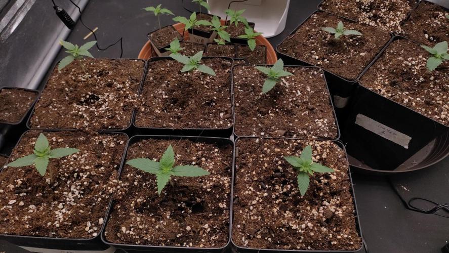 1. Prc. Week 2