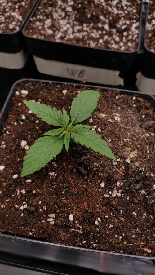 1. Prc. Week 2