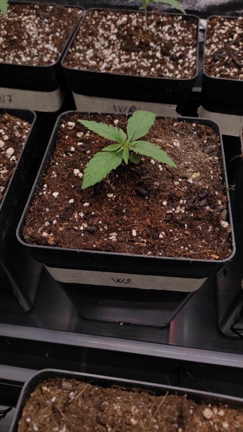 1. Prc. Week 2