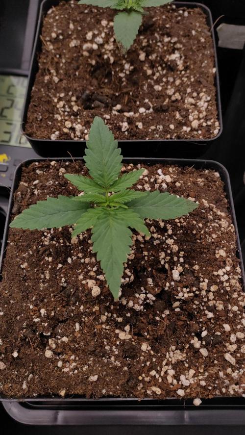 1. Prc. Week 2