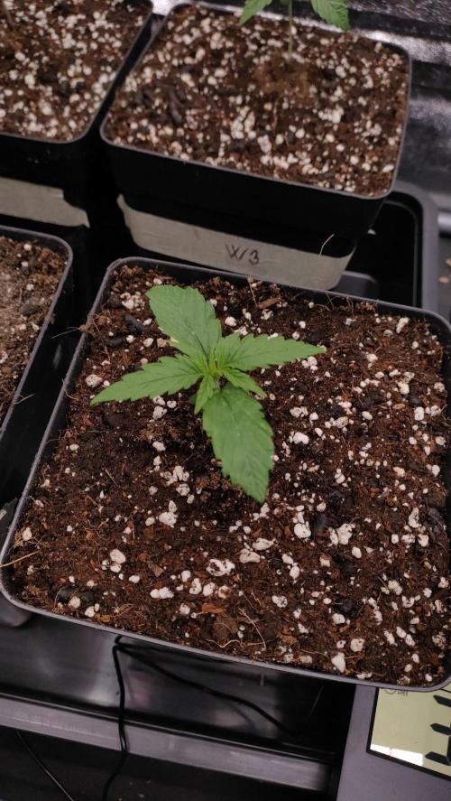 1. Prc. Week 2