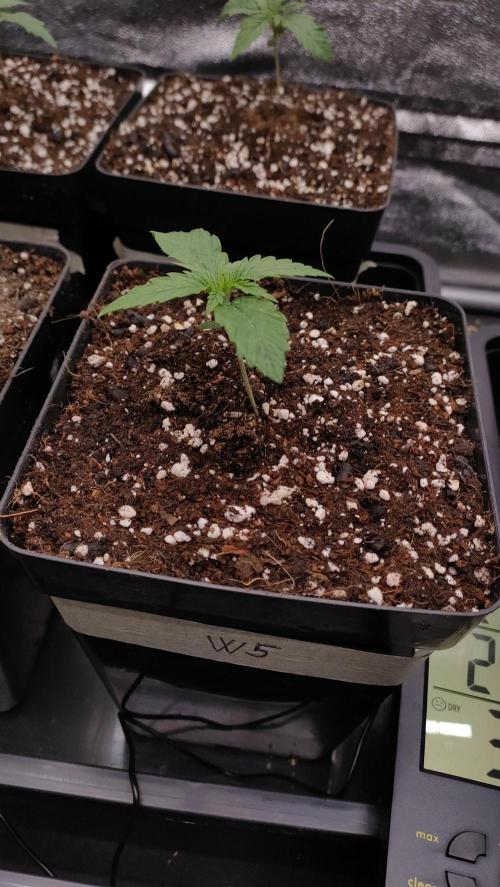 1. Prc. Week 2