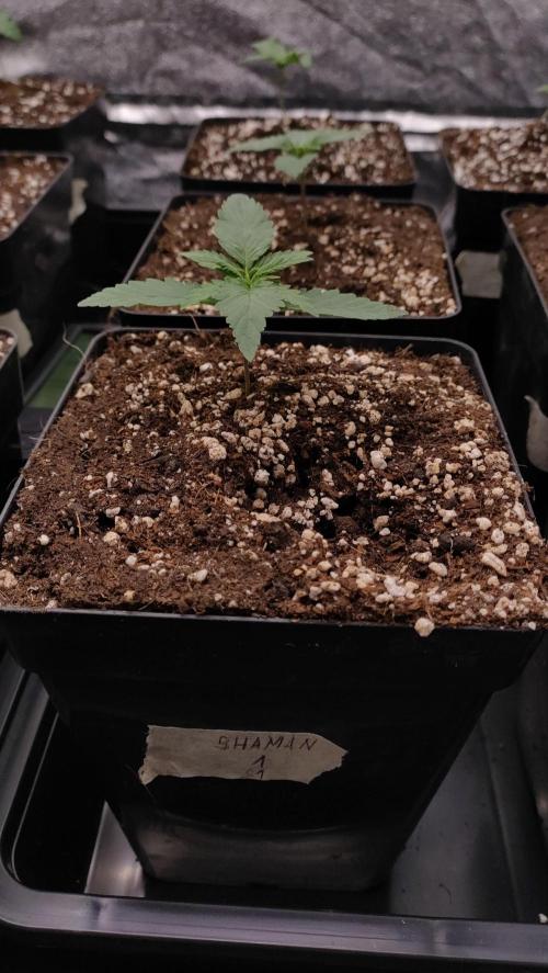 1. Prc. Week 2