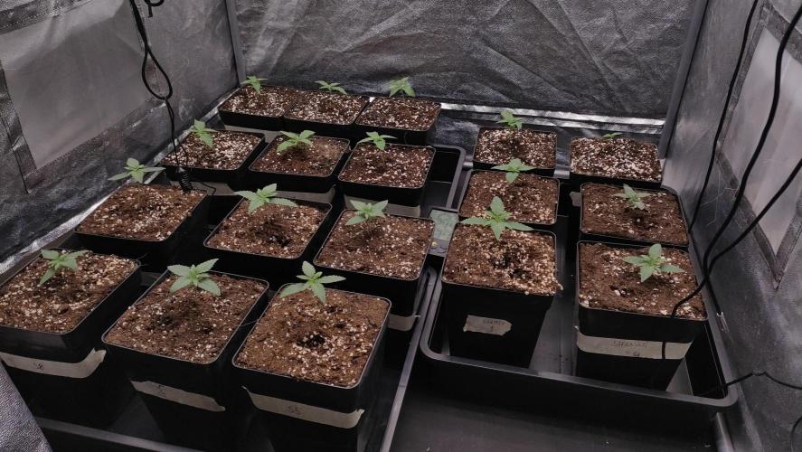 1. Prc. Week 2