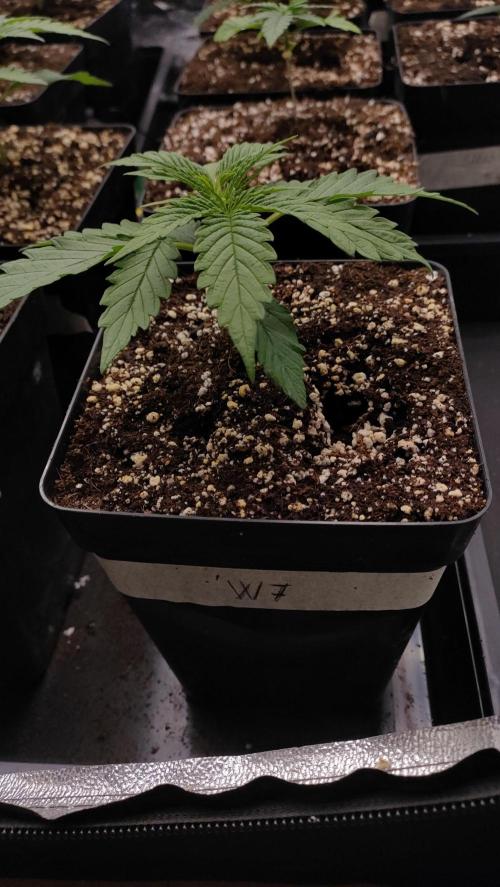 1. Prc. Week 3