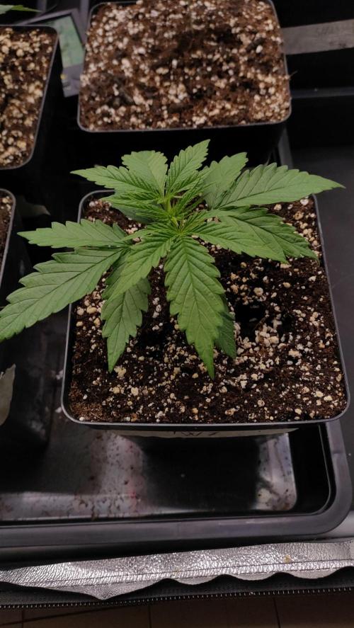 1. Prc. Week 3