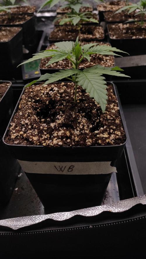 1. Prc. Week 3