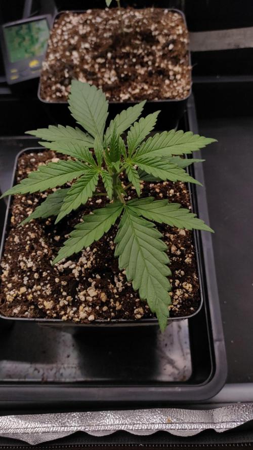 1. Prc. Week 3
