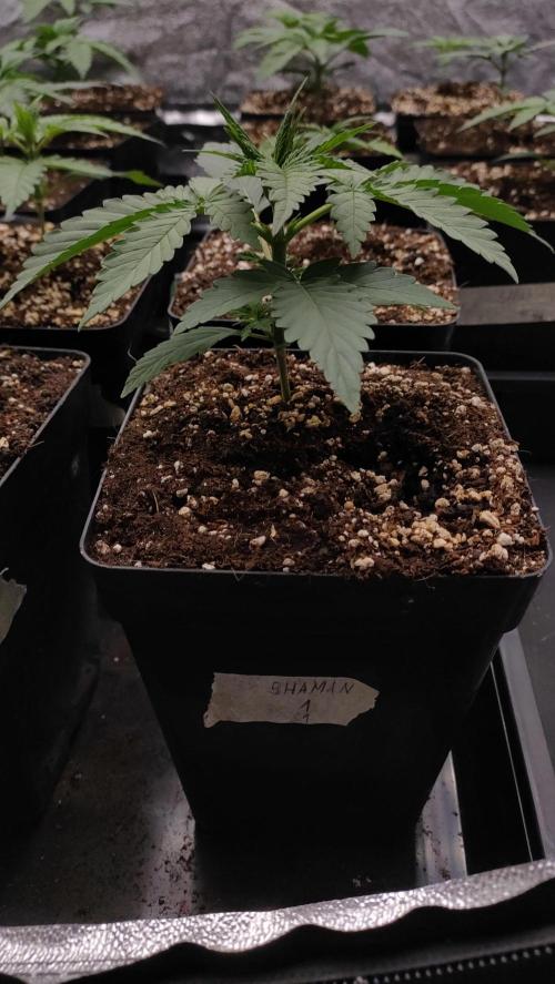 1. Prc. Week 3